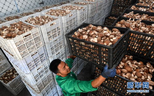 訂單農業(yè)助農增收，陜西留壩商貿新篇章