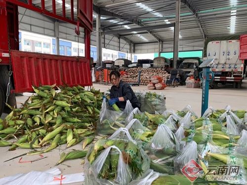 菜籃子工程惠民生——曲靖農產品國際商貿城建成投用助力商貿發展